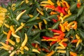 Colorful Thai Chili peppers on the plant