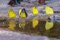 A beautiful butterfly in the nature background. Royalty Free Stock Photo