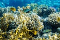 Colorful Thalassoma Pavo And Bright Yellow Tropical Fishes In The Coral Reef In The Ocean, Red Sea. Blue Turquoise Water Royalty Free Stock Photo