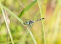 A Colorful Thornbush Dasher Dragonfly Micrathyria Hagenii Perched On A Blade Of Grass In Mexico