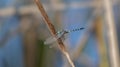 A Colorful Thornbush Dasher Dragonfly Micrathyria Hagenii Perched On A Twig In Mexico