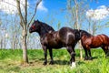 Tied horse to a tree with harness, reins Royalty Free Stock Photo