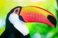 Colorful thoughtful Toco Toucan tropical bird in Pantanal, Brazil