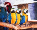 Colorful three blue and yellow macaw standing on tht timber , ara chloropterus group nature background Royalty Free Stock Photo