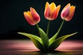 colorful three tulip flowers colored in golden yellow and pink red colors on a wooden surface and isolated on a black background