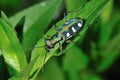 Colorful Tiger Beetle Royalty Free Stock Photo