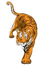 Colorful tiger step forward vector image