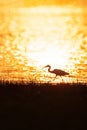 Colorful time, Great Egret walking in the lake in the sunset light. Beautiful glittering water backgrounds. Summer season. Rural Royalty Free Stock Photo