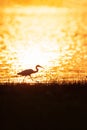 Colorful time, Great Egret walking in the lake in the sunset light. Beautiful glittering water backgrounds. Summer season. Rural Royalty Free Stock Photo