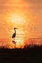 Colorful time, Great Egret walking in the lake in the sunset light. Beautiful glittering water backgrounds. Summer season. Rural Royalty Free Stock Photo