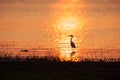 Colorful time, Great Egret walking in the lake in the sunset light. Beautiful glittering water backgrounds. Summer season. Rural Royalty Free Stock Photo