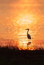 Colorful time, Great Egret walking in the lake in the sunset light. Beautiful glittering water backgrounds. Summer season. Rural Royalty Free Stock Photo