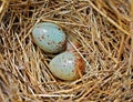 Colorful Tiny Bird Eggs