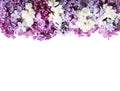 Colorful tiny flowers of Lilac isolated on white background. Floral border. Flat lay Royalty Free Stock Photo