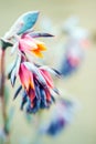 Colorful Tiny Flowers