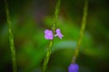 Colorful tiny flowers in purple color is dazzling. Amazing scene of this floral attractive Royalty Free Stock Photo
