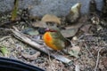 Colorful tiny green and yellow finch