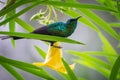 Colorful tiny humming bird sitting on yellow blossom in green bush, Senegal, Africa Royalty Free Stock Photo