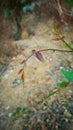 Colorful tiny leaves in a beautiful garden.