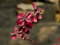 Colorful tiny plant of the forest