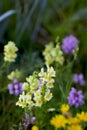 Colorful toadflax flower linaria vulgaris on a summer garden Royalty Free Stock Photo