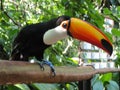 A colorful Toco Toucan, Parque das Aves at Iguazu Falls, Brazil Royalty Free Stock Photo