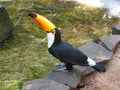 A colorful Toco Toucan, at the Parque das Aves at Iguazu Falls, Brazil Royalty Free Stock Photo