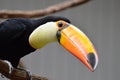 Toco toucan3