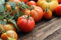 Colorful tomatoes - red,yellow , orange. Harvest vegetable cooking conception. Royalty Free Stock Photo