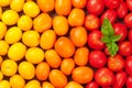 Colorful tomatoes. Yellow, orange and red