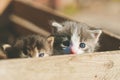 Colorful toned image of two little funny kittens in a wooden rustic box in outdoors at a sunny spring day Royalty Free Stock Photo