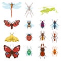 Colorful top view insects icons isolated on white wildlife wing detail summer worm and caterpillar bugs wild spider bee Royalty Free Stock Photo