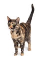 Colorful Tortie Cat Standing to Side Royalty Free Stock Photo