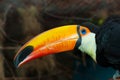 Colorful toucan