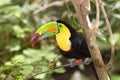 Colorful Toucan Royalty Free Stock Photo