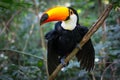 Colorful toucan in the aviary Royalty Free Stock Photo