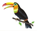 Colorful toucan bird perched on a branch