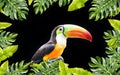 Colorful Toucan bird in the tropical forest