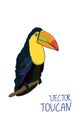 Colorful Toucan