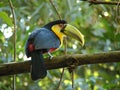 Colorful toucan perched on bamboo