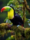 Colorful toucan sits on a branch in the rain