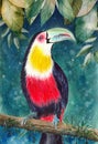 A colorful toucan on the tree branch