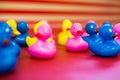 Colorful Toy Ducks