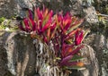 Colorful Tradescantia pathacea plant growing out of a wall of lava at Hamoa Beach on the Island of Maui in the State of Hawaii.