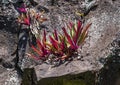 Colorful Tradescantia pathacea plant growing out of a wall of lava at Hamoa Beach on the Island of Maui in the State of Hawaii.