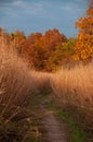 A colorful trail in a forest during Autumn at sunset Royalty Free Stock Photo