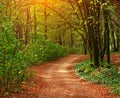 Colorful trail path in green deciduous forest in sunlight at sunset, woods landscape Royalty Free Stock Photo