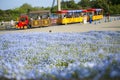 A colorful train run in a beautiful blooming nemophila flowers field at Hitachi seaside park in japan and many g