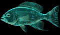 Colorful transparent fish on a dark background.