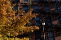 Colorful Tree during Autumn in front of Old Apartment Buildings on the Lower East Side of New York City Royalty Free Stock Photo